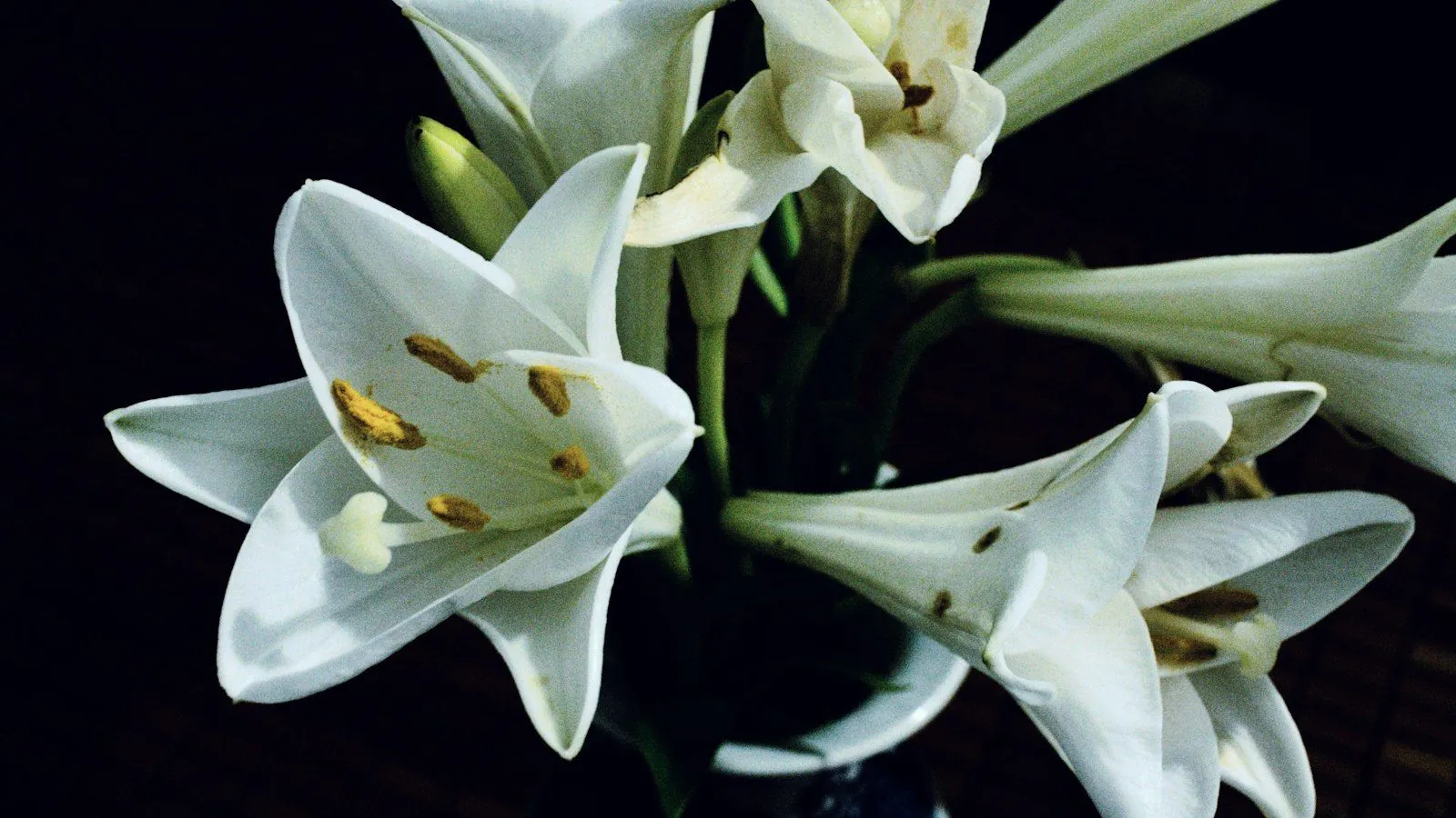 Lys blancs sur fond sombre