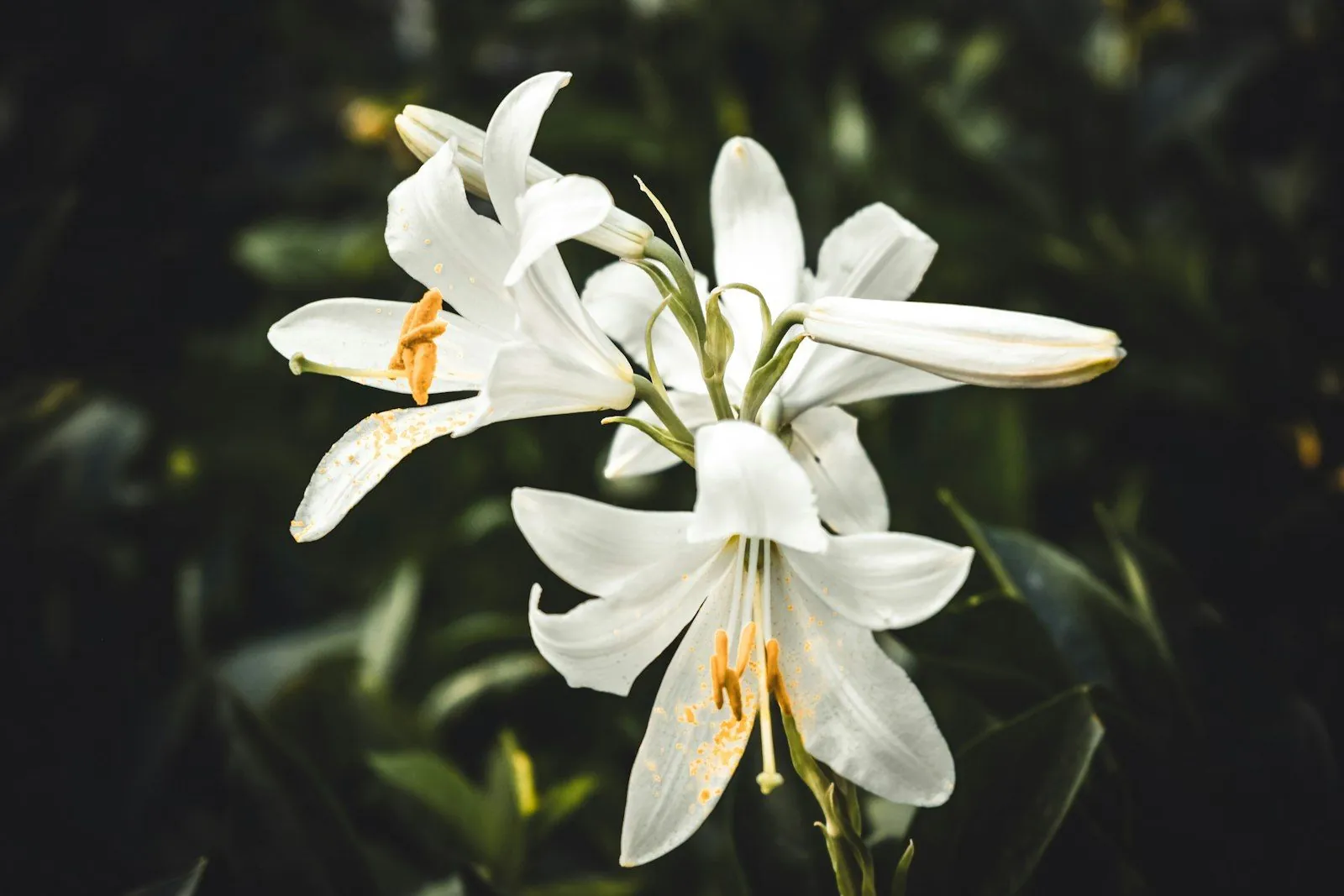 Lys blancs en fleurs sur un feuillage sombre