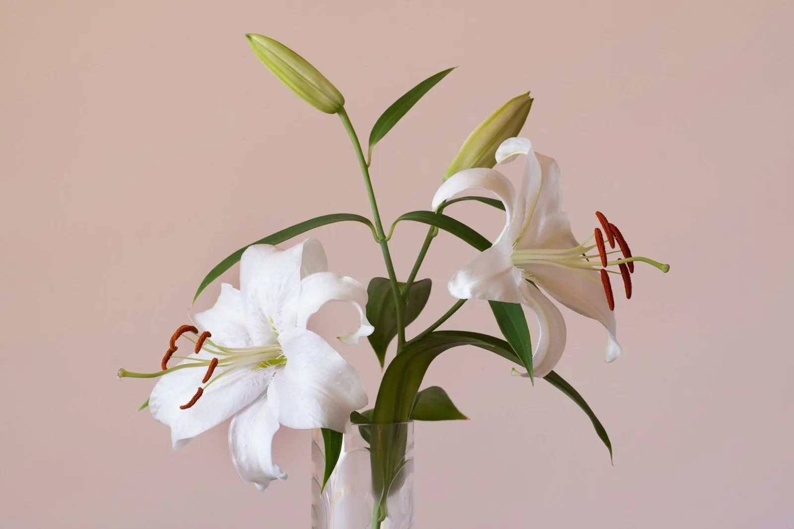 Branche de lys blancs dans un vase en verre